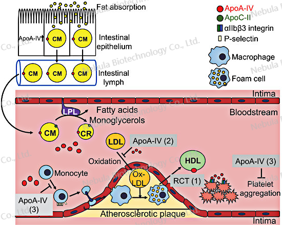 诊断原料讲堂之十二：糖代谢生物标志物