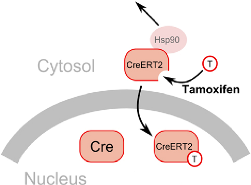 【谱系示踪系列第一期】基础细胞标记方式
