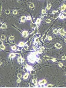 原代细胞鉴定的核心方法：从四个方面深度剖析