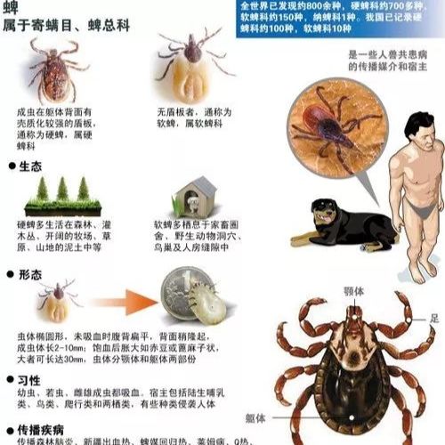 新型布尼亚病毒抗原SFTS-Ag快速检测试剂盒( 胶体金法)