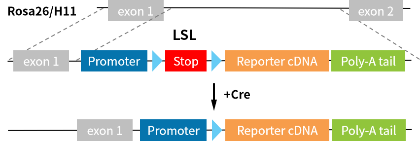 【谱系示踪系列第一期】基础细胞标记方式
