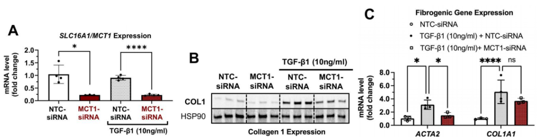 肝纤维化的“幕后黑手”竟是它？收服这只“捣蛋鬼”，你的实验稳了！