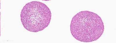 CERO 3D细胞培养仪:开启细胞培养新时代!