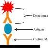 日本柳杉过敏原定量检测（ELISA）试剂盒