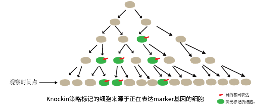 【谱系示踪系列第一期】基础细胞标记方式