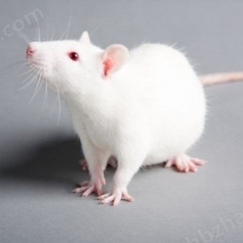 博来霉素诱导肺纤维化大小鼠模型