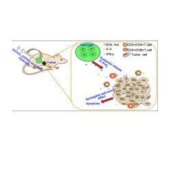 聚(γ-乙基-L-谷氨酸)-聚乙二醇-聚(γ-乙基-L-谷氨酸)热敏性水凝胶包裹阿霉素、白细胞介素-2和干扰素-γ  DOX/IL-2/IFN-γ@PELG-PEG-PELG
