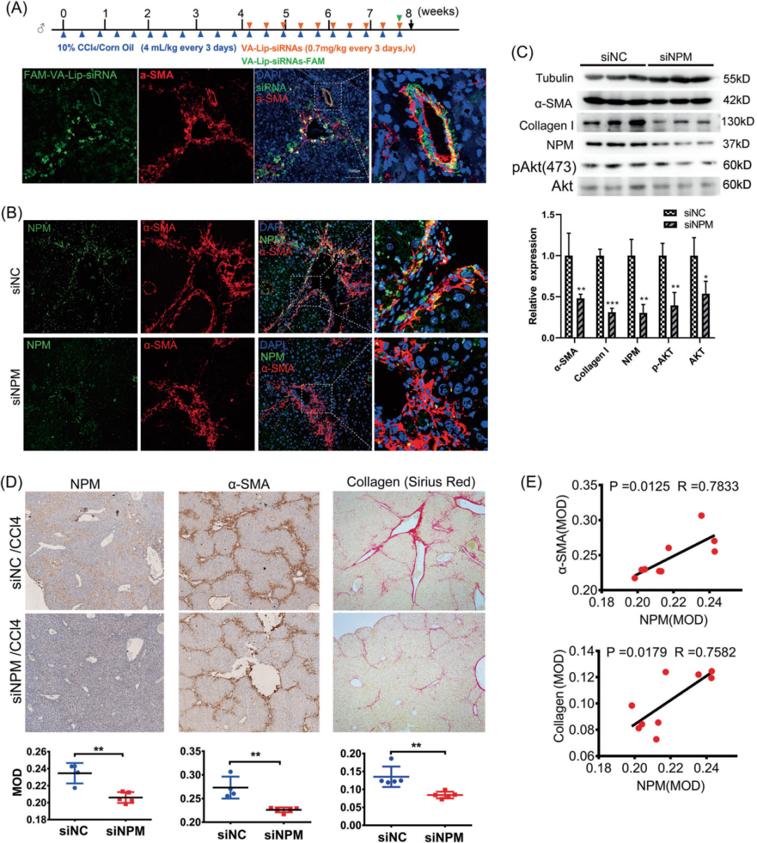 肝纤维化的“幕后黑手”竟是它?收服这只“捣蛋鬼”,你的实验稳了!(图2)