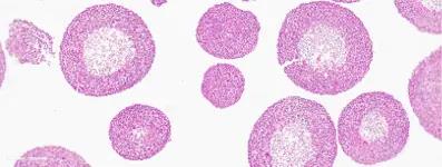 CERO 3D细胞培养仪:开启细胞培养新时代!