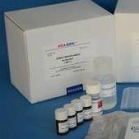 人（Human）细胞色素C氧化酶（COX） ELISA检测试剂盒