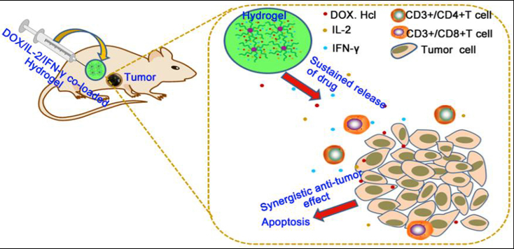 聚(γ-乙基-L-谷氨酸)-聚乙二醇-聚(γ-乙基-L-谷氨