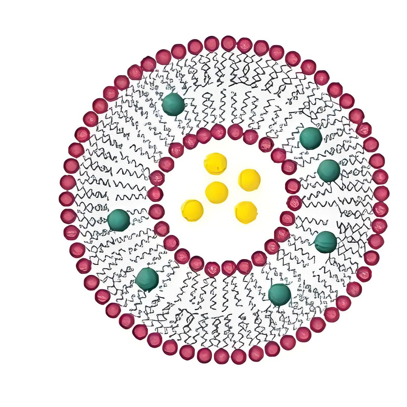 负载硼替佐米的脂质体 Bortezomib@Liposome