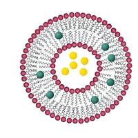 负载硼替佐米的脂质体 Bortezomib@Liposome
