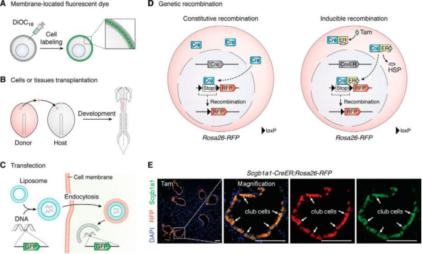 【谱系示踪系列第一期】基础细胞标记方式