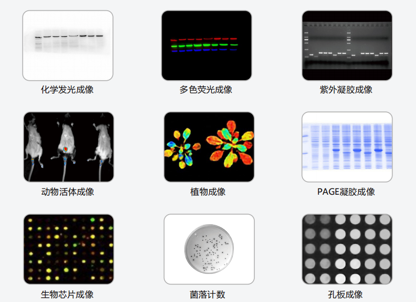 OI系列 全自动凝胶成像化学发光荧光成像系统