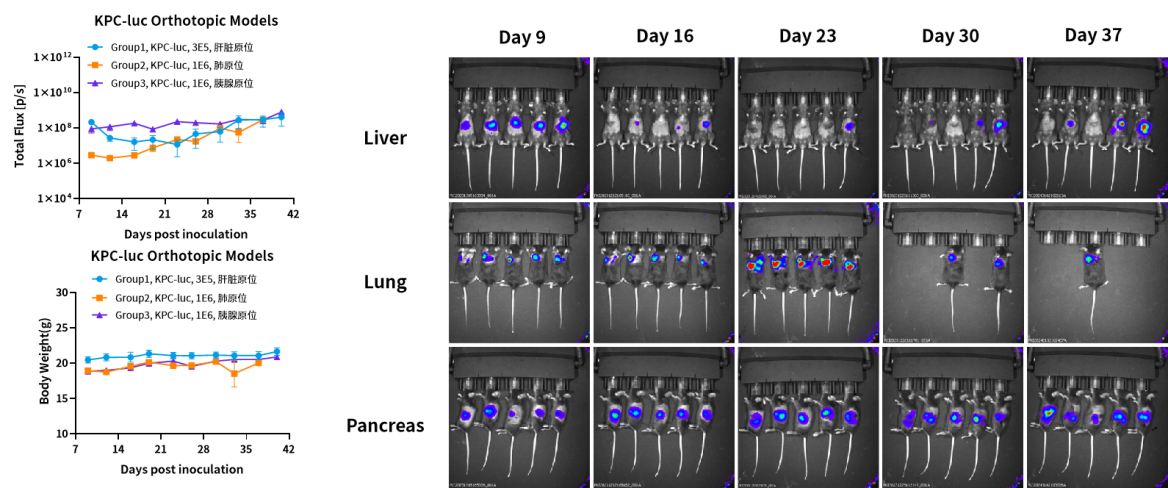 基因修饰原发肿瘤小鼠模型，为您的科研一键加速！