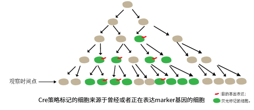 【谱系示踪系列第一期】基础细胞标记方式