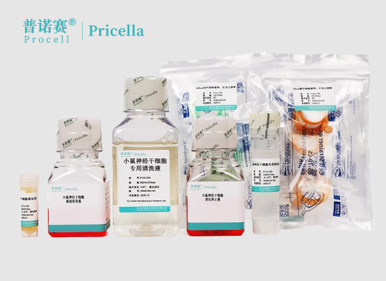 【科研必备】小鼠神经干细胞分离培养试剂盒选购指南