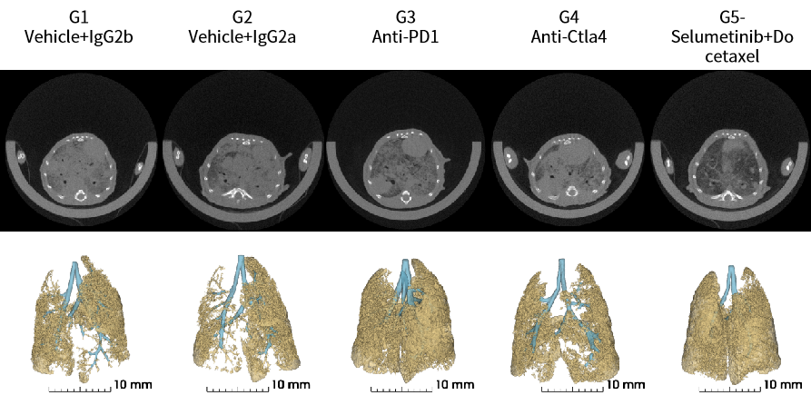 基因修饰原发肿瘤小鼠模型，为您的科研一键加速！