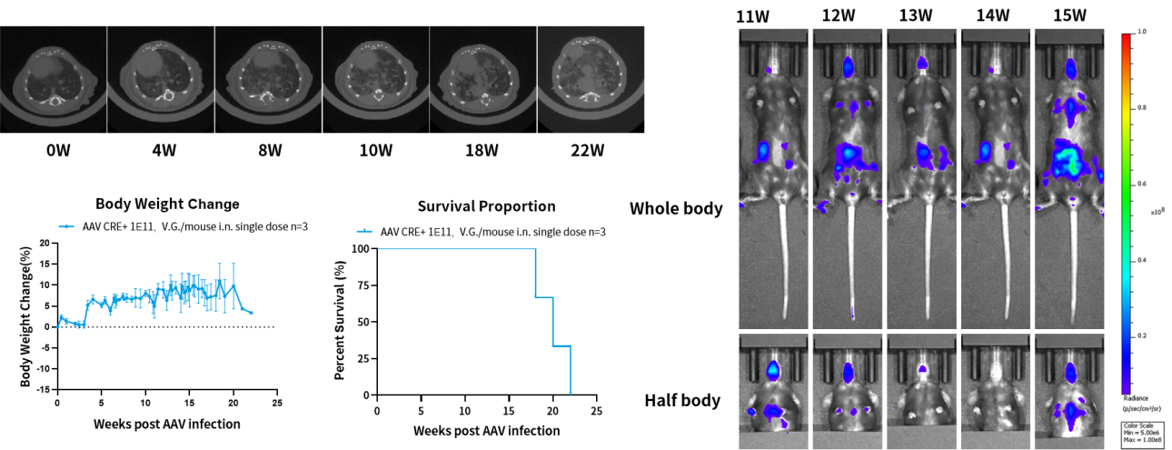基因修饰原发肿瘤小鼠模型，为您的科研一键加速！