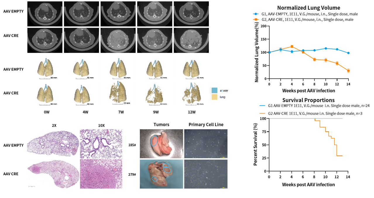 基因修饰原发肿瘤小鼠模型，为您的科研一键加速！