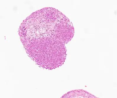 CERO 3D细胞培养仪:开启细胞培养新时代!