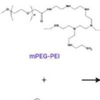 负载STAT3 siRNA的聚乙烯亚胺聚合物纳米颗粒 STAT3 siRNA@PEI NPs