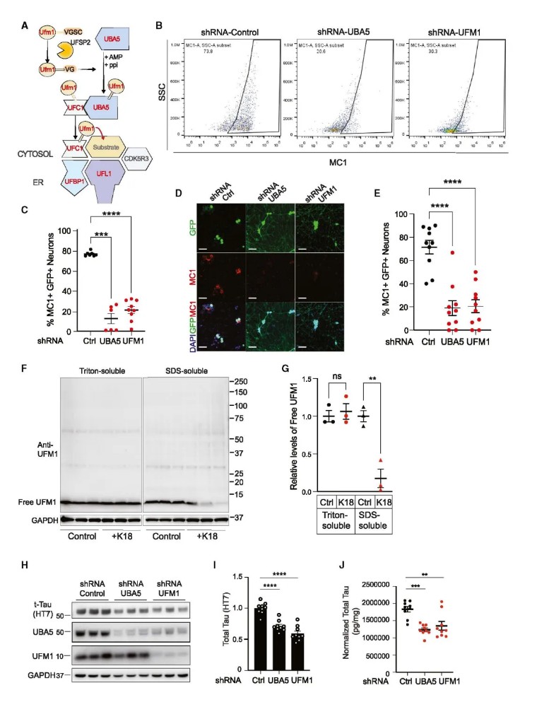 Cell | 康奈尔医学院利用人iPSC构建4R Tau病变模型并揭示了Tau传播的修饰因子