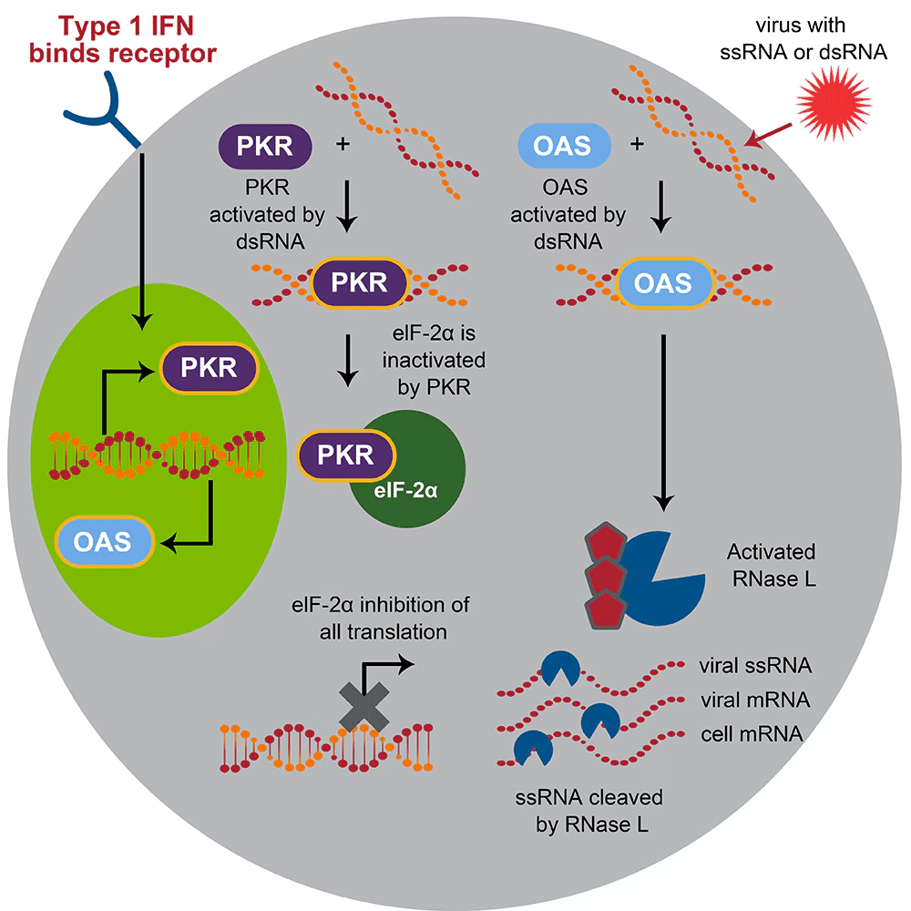 IFN-γ（干扰素γ）细胞因子类型和作用 -赛默飞