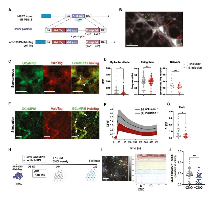 Cell | 康奈尔医学院利用人iPSC构建4R Tau病变模型并揭示了Tau传播的修饰因子