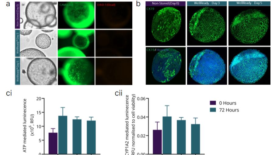 Atelerix WellReady水凝胶技术：破解肝脏类器官、3D打印结构等复杂模型保存运输活性难题