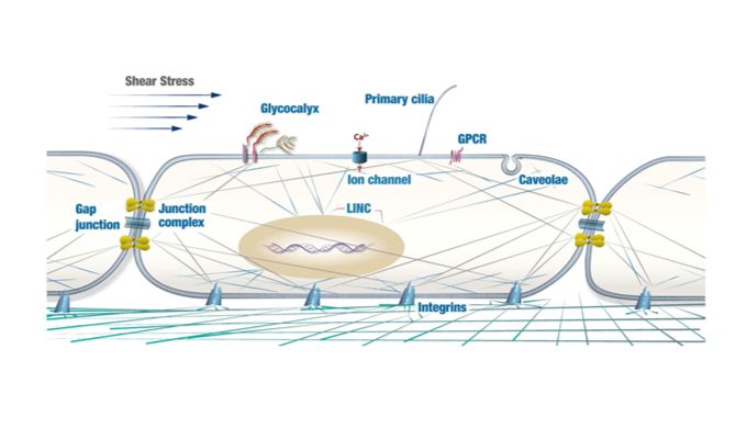 动脉粥样硬化中的内皮细胞力学生物学
