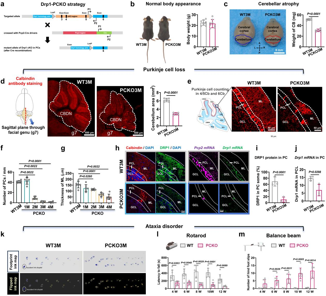 小脑退行性疾病模型