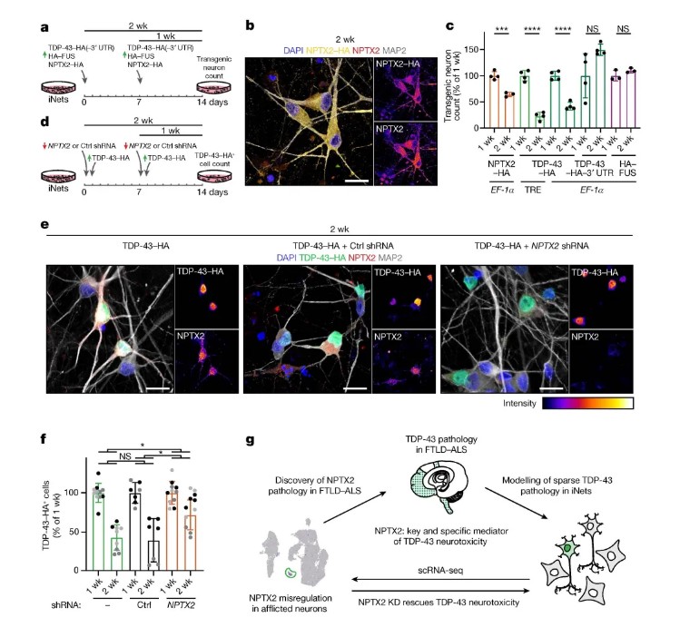 Nature | 突破!iPSC模型揭秘ALS/FTLD致病新机制,NPTX2成治疗新靶点