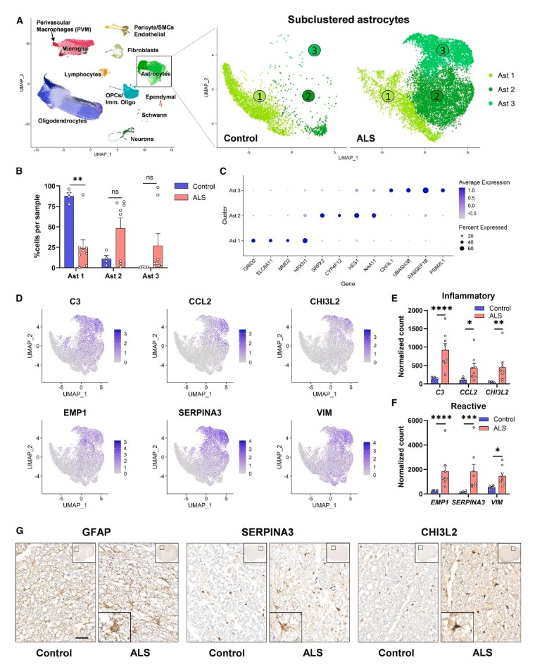 Immunity(IF=25.5)| iPSC与单细胞转录组双剑合璧,共同揭示RIPK1信号在ALS发病机制中的作用
