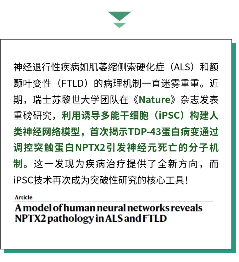 Nature | 突破!iPSC模型揭秘ALS/FTLD致病新机制,NPTX2成治疗新靶点