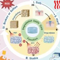 负载紫杉醇的卡波姆940水凝胶 PTX@Carbopol 940