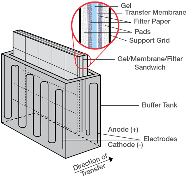 Western Blot（WB）实验原理和步骤 -赛默飞