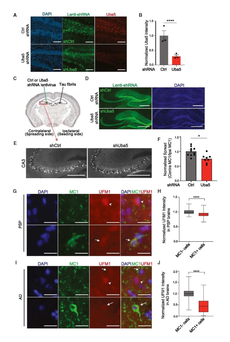 Cell | 康奈尔医学院利用人iPSC构建4R Tau病变模型并揭示了Tau传播的修饰因子
