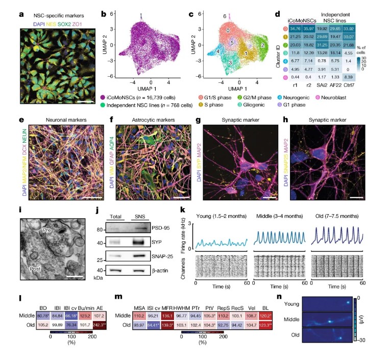 Nature | 突破!iPSC模型揭秘ALS/FTLD致病新机制,NPTX2成治疗新靶点