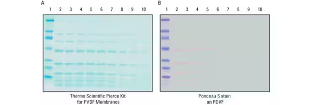 Western Blot（WB）实验原理和步骤 -赛默飞