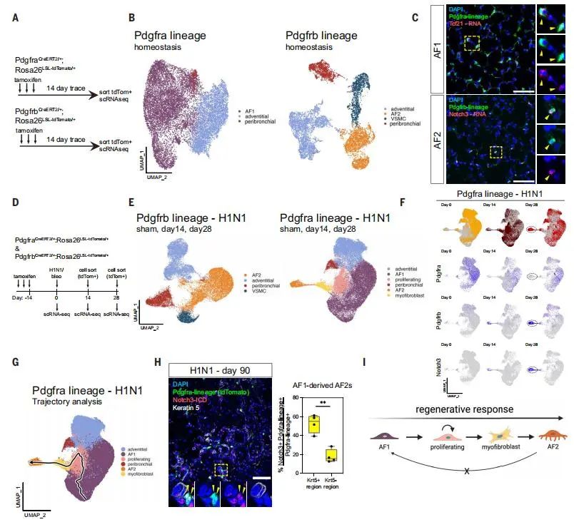 单细胞测序+谱系示踪：破解肺再生的细胞密码