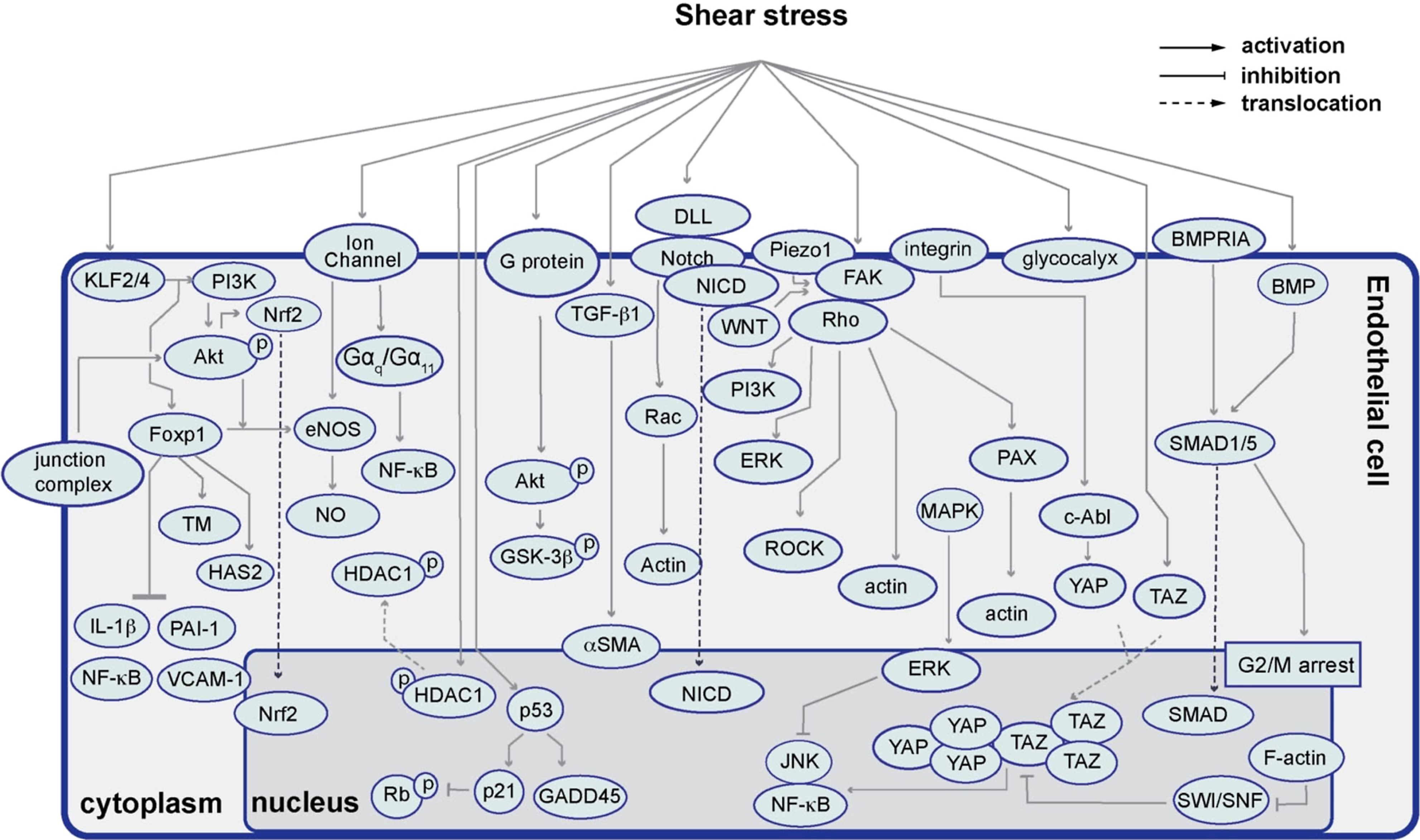 动脉粥样硬化中的内皮细胞力学生物学