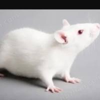 银屑病大小鼠模型构建