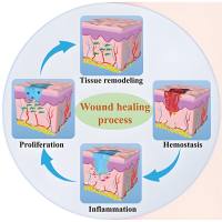 负载曲美替尼和多柔比星的甲基丙烯酸酯接枝葡聚糖水凝胶 DOX/trametinib@DexMA
