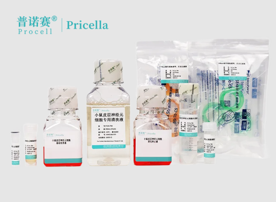 小鼠皮层神经元分离试剂盒 | 高纯度原代细胞提取方案