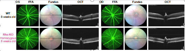 眼科模型新成员：常染色体隐性视网膜色素变性（arRP）——Rho KO小鼠