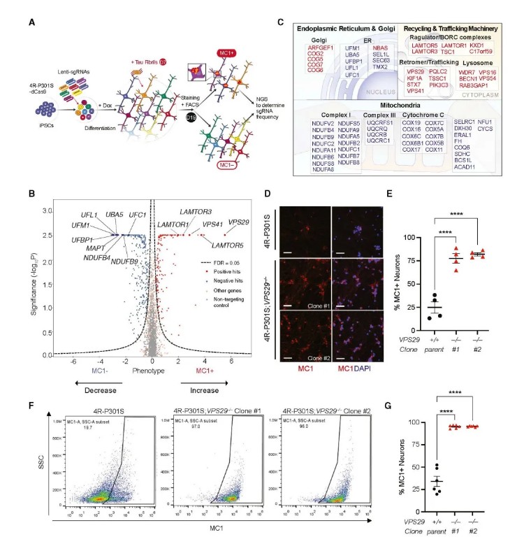 Cell | 康奈尔医学院利用人iPSC构建4R Tau病变模型并揭示了Tau传播的修饰因子