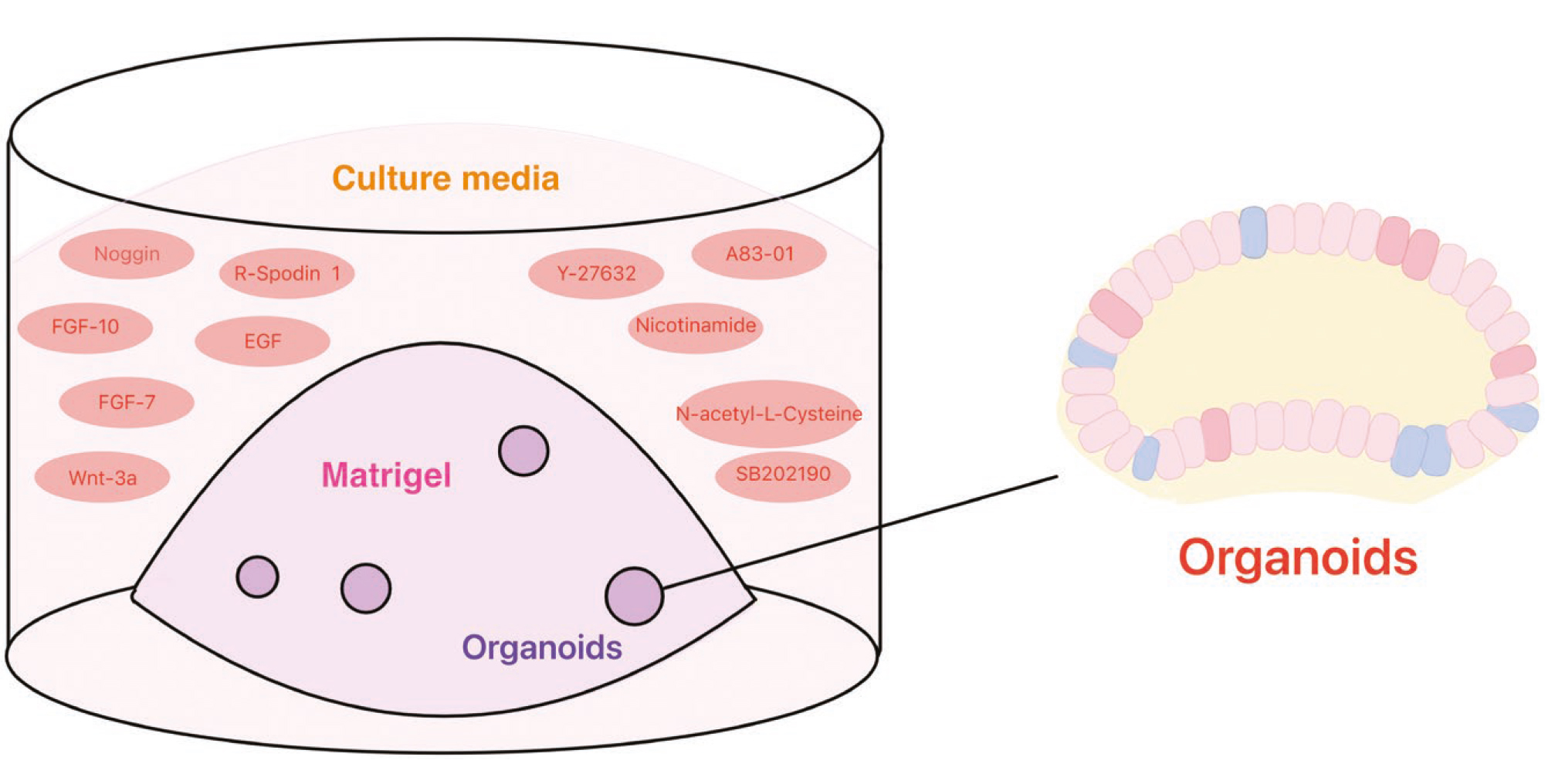 肿瘤类器官如何“替身试药”，迈入癌症精准治疗新纪元【附培养与鉴定指南】