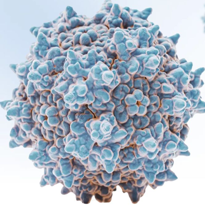 HBV 乙型肝炎造模-rAAV